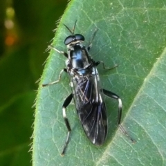 Exaireta spinigera (Garden Soldier Fly) at Kambah, ACT - 3 Mar 2019 by HarveyPerkins