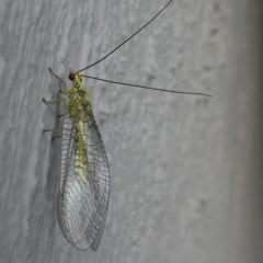 Mallada sp. (genus) (Green lacewing) at Kambah, ACT - 4 Mar 2019 by HarveyPerkins