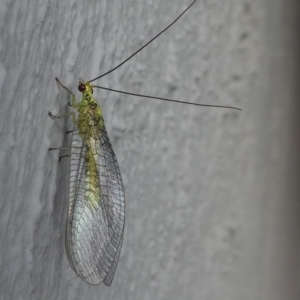 Mallada sp. (genus) at Kambah, ACT - 4 Mar 2019