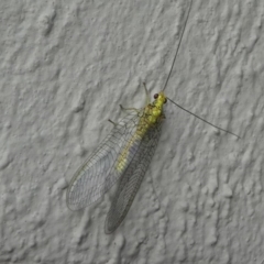 Mallada sp. (genus) at Kambah, ACT - 4 Mar 2019 07:11 AM