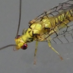 Mallada sp. (genus) at Kambah, ACT - 4 Mar 2019