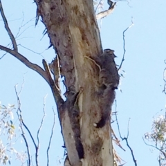 Petaurus notatus (Krefft’s Glider, Sugar Glider) at Red Hill to Yarralumla Creek - 31 Aug 2014 by ruthkerruish