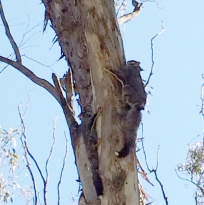 Petaurus notatus (Krefft’s Glider, formerly Sugar Glider) at Hughes, ACT - 31 Aug 2014 by ruthkerruish