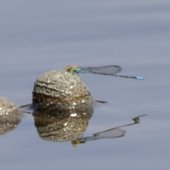 Pseudagrion aureofrons (Gold-fronted Riverdamsel) at McKellar, ACT - 7 Mar 2019 by AlisonMilton