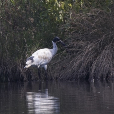 Threskiornis molucca (Australian White Ibis) at Giralang, ACT - 7 Mar 2019 by Alison Milton