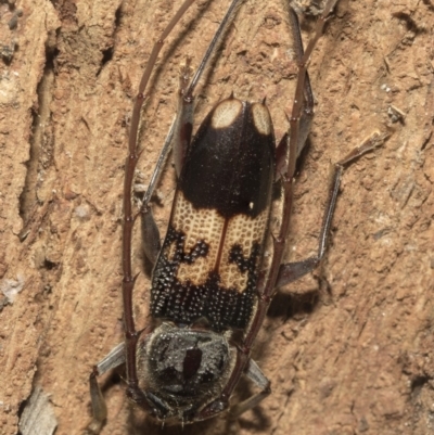 Phoracantha semipunctata (Common Eucalypt Longicorn) at Giralang, ACT - 7 Mar 2019 by AlisonMilton