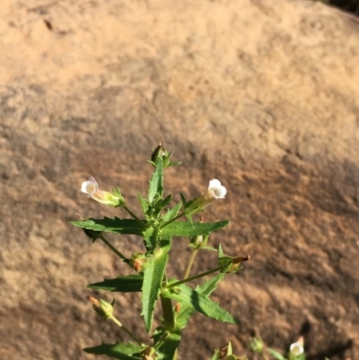 Gratiola pedunculata (Brooklime) at Mount Majura - 7 Mar 2019 by JaneR