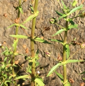 Gratiola pedunculata at Hackett, ACT - 7 Mar 2019 04:24 PM