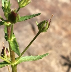 Gratiola pedunculata at Hackett, ACT - 7 Mar 2019 04:24 PM