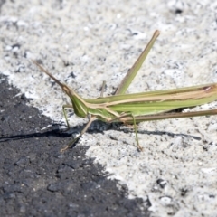 Acrida conica (Giant green slantface) at Nicholls, ACT - 7 Mar 2019 by AlisonMilton