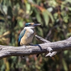 Todiramphus sanctus (Sacred Kingfisher) at Harcourt Hill - 7 Mar 2019 by Alison Milton