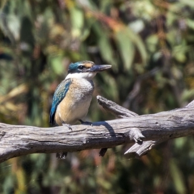 Todiramphus sanctus (Sacred Kingfisher) at Harcourt Hill - 7 Mar 2019 by Alison Milton