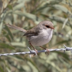 Malurus cyaneus (Superb Fairywren) at Nicholls, ACT - 7 Mar 2019 by Alison Milton