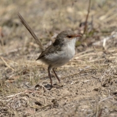 Malurus cyaneus at Nicholls, ACT - 7 Mar 2019 11:07 AM