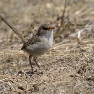 Malurus cyaneus at Nicholls, ACT - 7 Mar 2019 11:07 AM