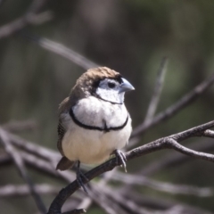 Stizoptera bichenovii at Nicholls, ACT - 7 Mar 2019