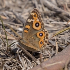 Junonia villida (Meadow Argus) at Nicholls, ACT - 7 Mar 2019 by AlisonMilton