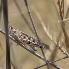 Austroicetes sp. (genus) (A grasshopper) at Harcourt Hill - 7 Mar 2019 by Alison Milton