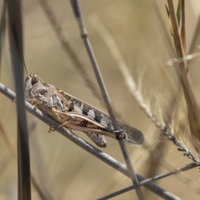 Austroicetes sp. (genus) (A grasshopper) at Nicholls, ACT - 7 Mar 2019 by AlisonMilton