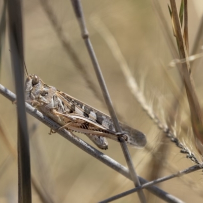 Austroicetes sp. (genus) (A grasshopper) at Harcourt Hill - 7 Mar 2019 by Alison Milton