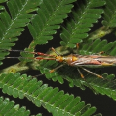 Rayieria acaciae (Acacia-spotting bug) at Hackett, ACT - 16 Feb 2019 by TimL