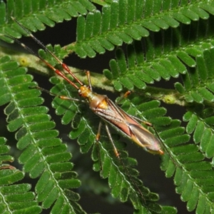 Rayieria acaciae at Hackett, ACT - 16 Feb 2019