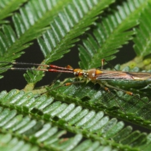 Rayieria acaciae at Hackett, ACT - 16 Feb 2019