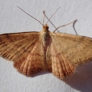 Scopula rubraria at Spence, ACT - 8 Mar 2019