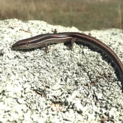 Acritoscincus duperreyi (Eastern Three-lined Skink) at Namadgi National Park - 1 Apr 2017 by AndrewCB
