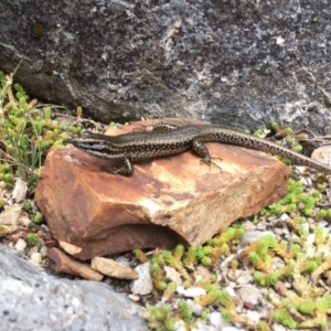 Eulamprus heatwolei at Bimberi, NSW - 4 Mar 2017