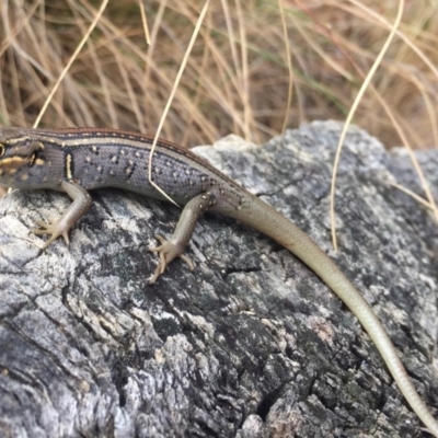 Liopholis whitii (White's Skink) at Yarrangobilly, NSW - 5 Mar 2017 by AndrewCB