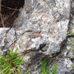 Lampropholis guichenoti (Common Garden Skink) at Yarrangobilly, NSW - 5 Mar 2017 by AndrewCB