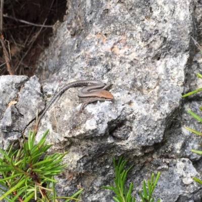 Lampropholis guichenoti (Common Garden Skink) at Yarrangobilly, NSW - 5 Mar 2017 by AndrewCB