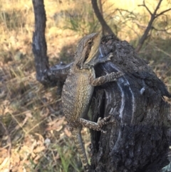 Pogona barbata (Eastern Bearded Dragon) at Mount Ainslie - 26 Jan 2017 by AndrewCB