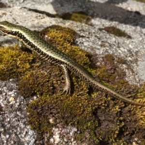 Eulamprus tympanum at Kosciuszko National Park, NSW - 27 Jan 2019