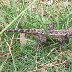 Amphibolurus muricatus (Jacky Lizard) at Murramarang National Park - 2 Feb 2019 by AndrewCB