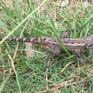 Amphibolurus muricatus at Durras North, NSW - 2 Feb 2019