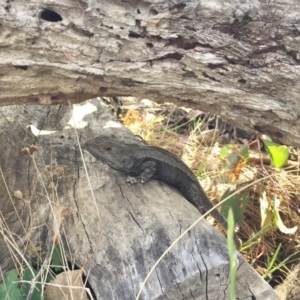 Amphibolurus muricatus at Forde, ACT - 12 Nov 2017