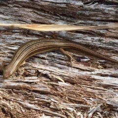 Pseudemoia pagenstecheri (Grassland Tussock-skink) at Namadgi National Park - 3 Sep 2017 by AndrewCB