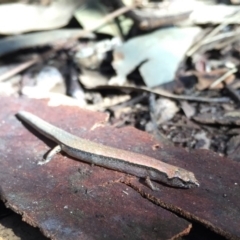 Anepischetosia maccoyi (MacCoy's Skink) at Depot Beach, NSW - 13 Aug 2016 by AndrewCB