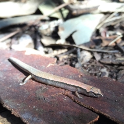 Anepischetosia maccoyi (MacCoy's Skink) at Depot Beach, NSW - 12 Aug 2016 by AndrewCB