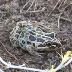 Limnodynastes tasmaniensis (Spotted Grass Frog) at Rendezvous Creek, ACT - 1 Apr 2017 by AndrewCB