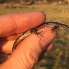 Pseudemoia entrecasteauxii (Woodland Tussock-skink) at Namadgi National Park - 19 Jan 2019 by AndrewCB