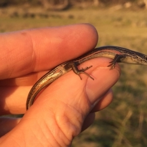 Pseudemoia entrecasteauxii at Mount Clear, ACT - 19 Jan 2019