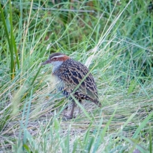 Gallirallus philippensis at Watson, ACT - 6 Mar 2019