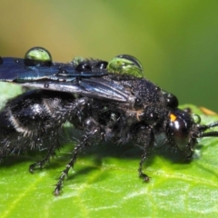 Scoliidae sp. (family) (Unidentified Hairy Flower Wasp) at ANBG - 14 Feb 2019 by TimL