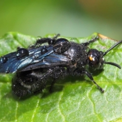 Scoliidae sp. (family) at Acton, ACT - 14 Feb 2019