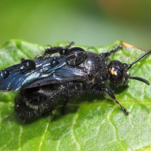 Scoliidae sp. (family) at Acton, ACT - 14 Feb 2019