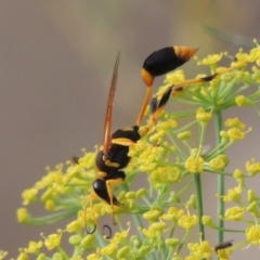 Sceliphron laetum (Common mud dauber wasp) at Gigerline Nature Reserve - 3 Feb 2019 by michaelb