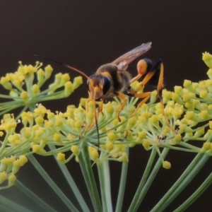 Sceliphron laetum at Tharwa, ACT - 3 Feb 2019